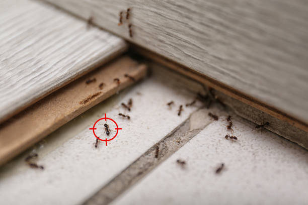 Best Insect Control  in Stigler, OK
