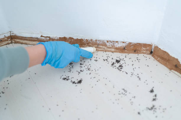 Best Flea Control Services  in Stigler, OK
